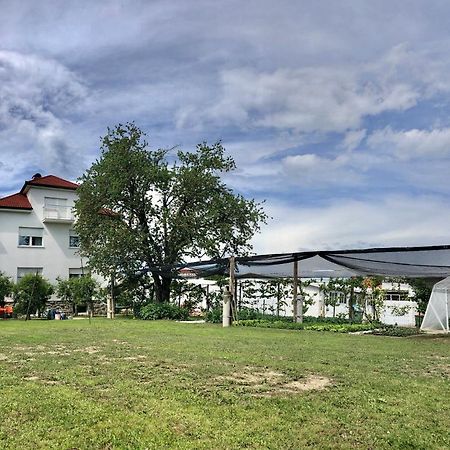 Apartments Andrej Ptuj Eksteriør billede